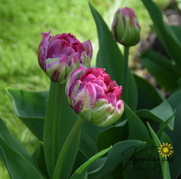Myöhäinen kerrottu tulppaani Myöhäinen kerrottu tulppaani